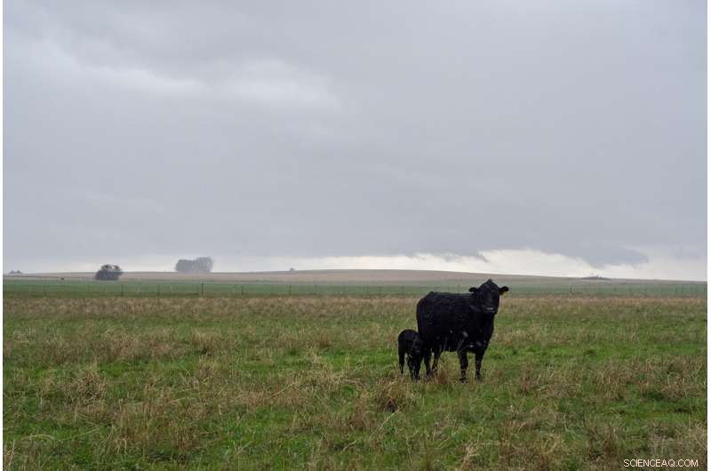 Compensating Ranchers for Predator-Related Livestock Losses Bolsters Conservation