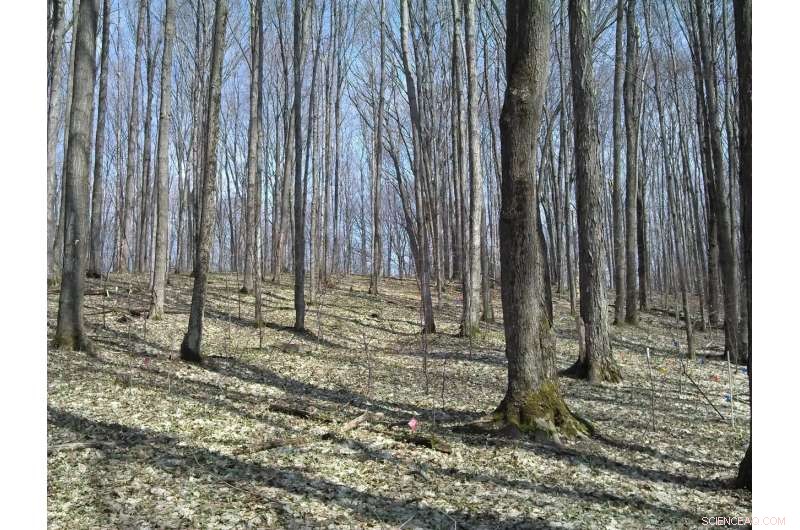 Michigan’s Sugar Maples Face Future Challenges as Climate Warming and Drying Outpaces Nitrogen Benefits