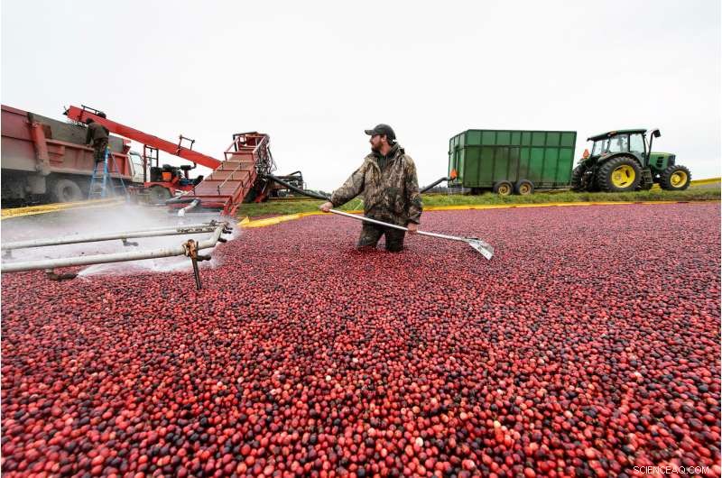 Radar Technology Transforms Cranberry Harvesting: Automated Counting for Precise Yield Estimates