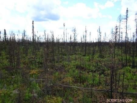 Scientists Identify Simple Predictor of Severe Peat Fires