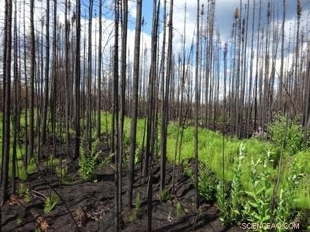 Scientists Identify Simple Predictor of Severe Peat Fires