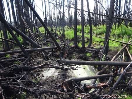 Scientists Identify Simple Predictor of Severe Peat Fires