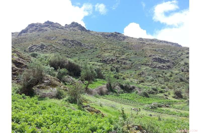 Simulating Climate Change: Impact on Rural Andean Crop Production