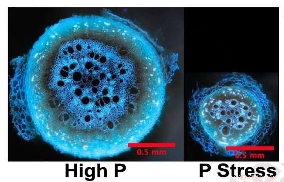 Discovering Root Systems: A Path to Lower Fertilizer Use in Crops