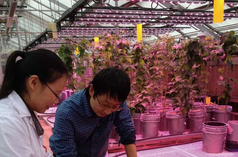 Discovering Root Systems: A Path to Lower Fertilizer Use in Crops