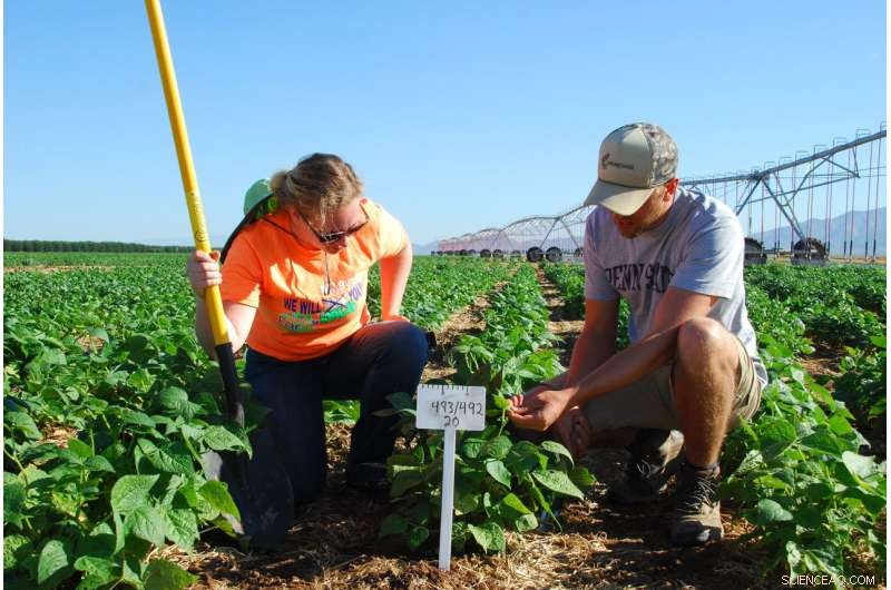 Discovering Root Systems: A Path to Lower Fertilizer Use in Crops