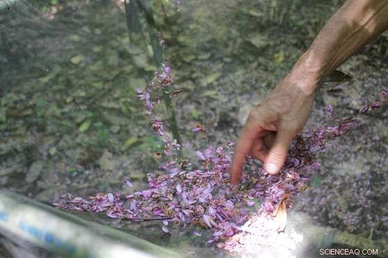 Study Links Climate Change to Increased Flowering in Forests