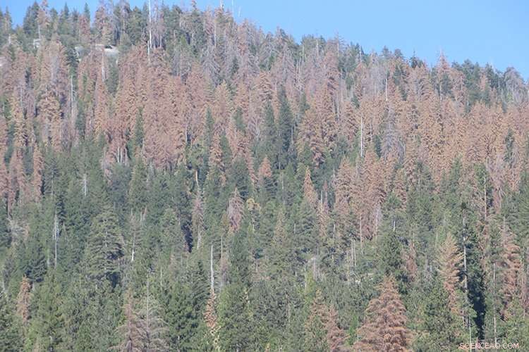 100 Million Dead Trees in the Sierra Nevada Pose a Major Wildfire Threat