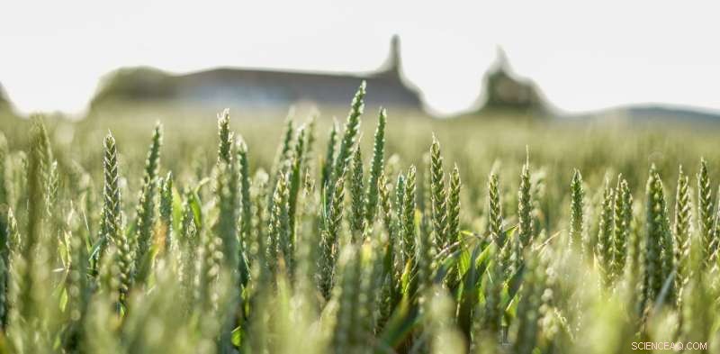 Breeding Super-Nutritious Crops: Scientists Drive Global Hunger Solutions