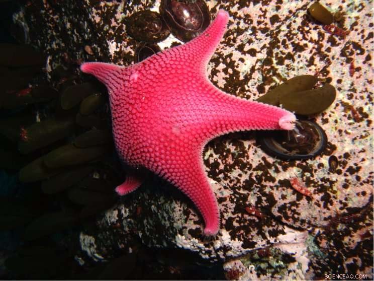 Antarctic Invertebrates Thrive on Low Energy: Insights from British Antarctic Survey