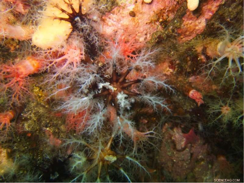 Antarctic Invertebrates Thrive on Low Energy: Insights from British Antarctic Survey
