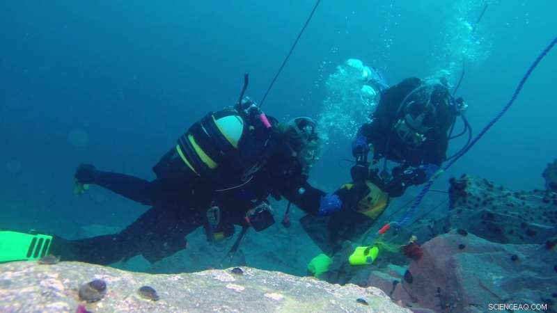 Antarctic Invertebrates Thrive on Low Energy: Insights from British Antarctic Survey