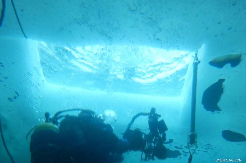 Antarctic Invertebrates Thrive on Low Energy: Insights from British Antarctic Survey