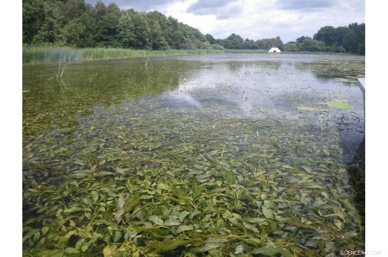 Combined Nutrient Loading and Climate Warming Amplify Lake Methane Emissions