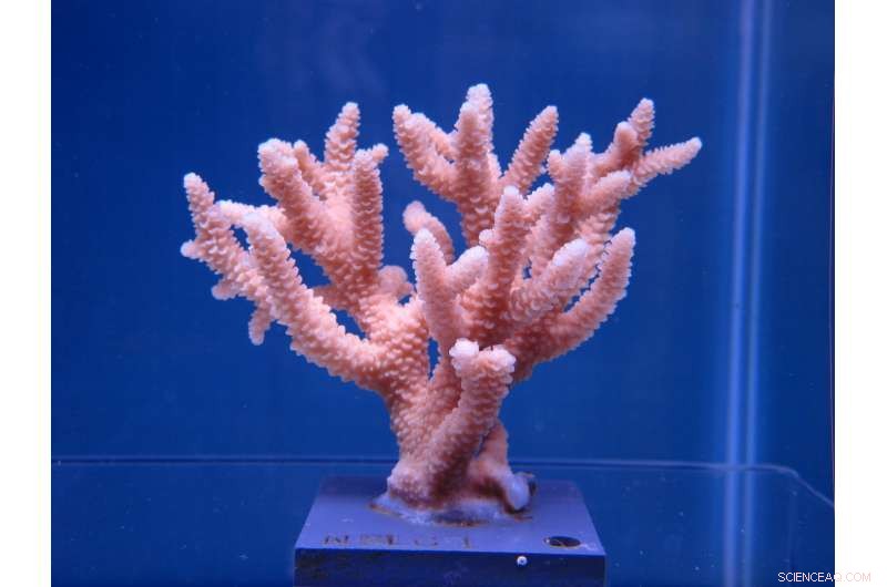 Climate Change and Coral Immunity: How Rising Temperatures Threaten Reef Health