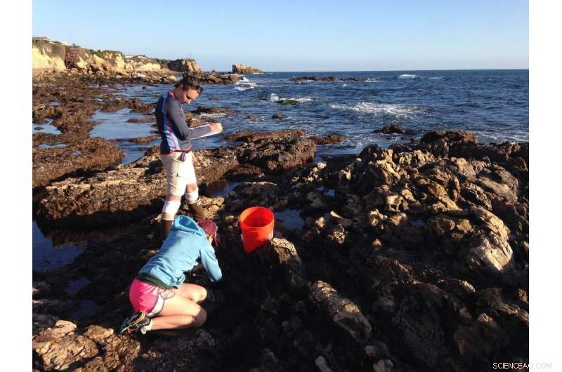 Study Shows Marine Vegetation Can Mitigate Ocean Acidification