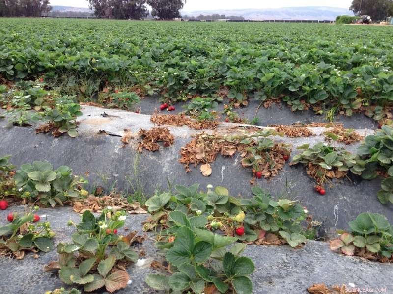 California Strawberries: Tasty Harvest, Troubled Growth – Unveiling Agricultural Contradictions