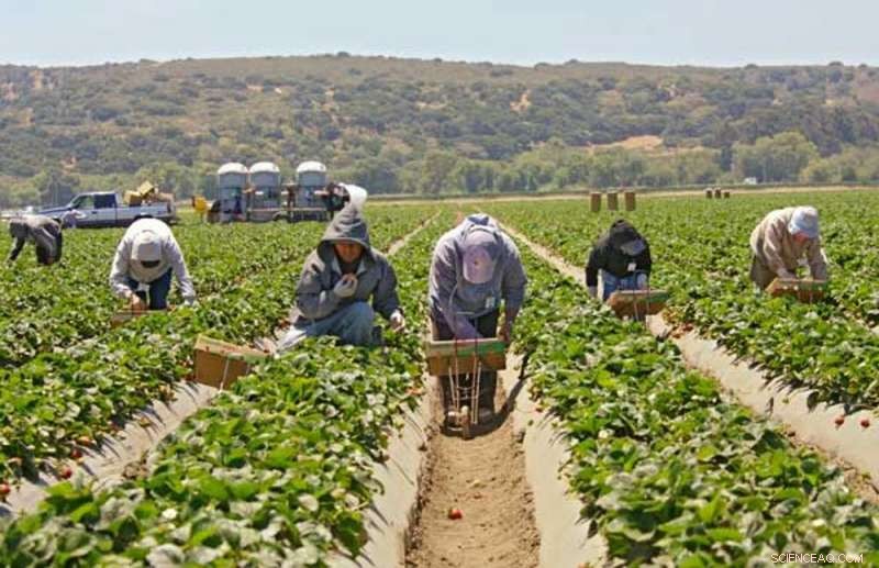 California Strawberries: Tasty Harvest, Troubled Growth – Unveiling Agricultural Contradictions