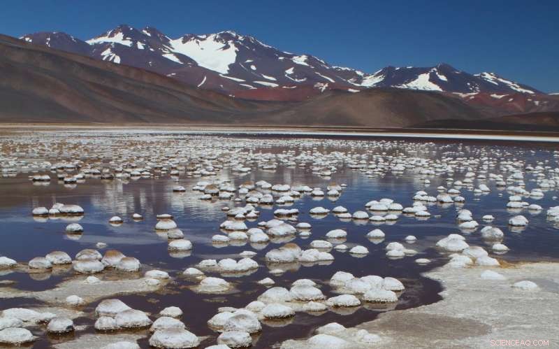 Arsenic-Resistant Permafrost Microbes Offer Clues in Search for Martian Life