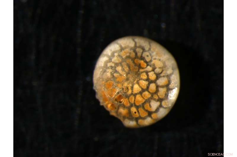 Eocene Fossil Evidence Indicates Climate Models Underestimate Future Polar Warming