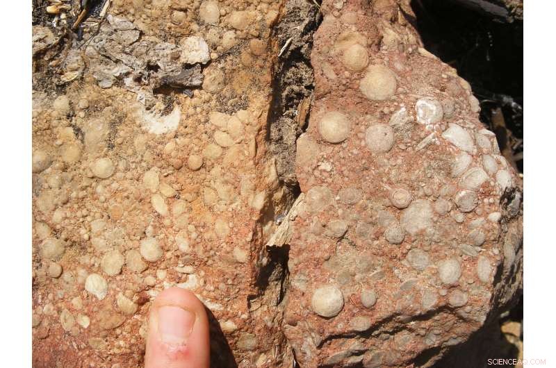 Eocene Fossil Evidence Indicates Climate Models Underestimate Future Polar Warming