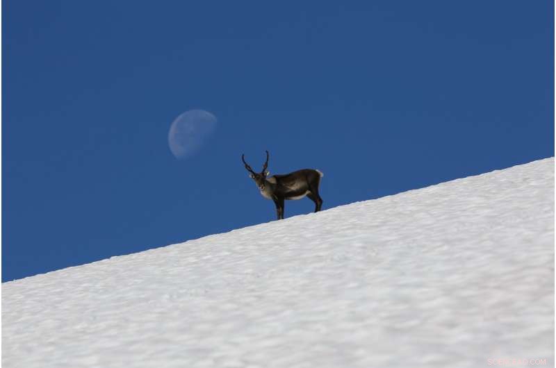 Preserving the Past: Glacial Archaeology Safeguards Norway s Ancient Heritage