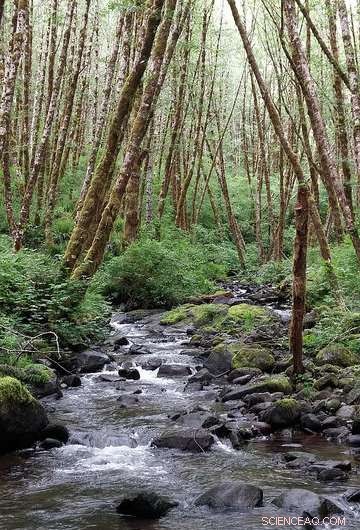 Buffer Strips Cool Streams, Yet Geology Determines the Outcome