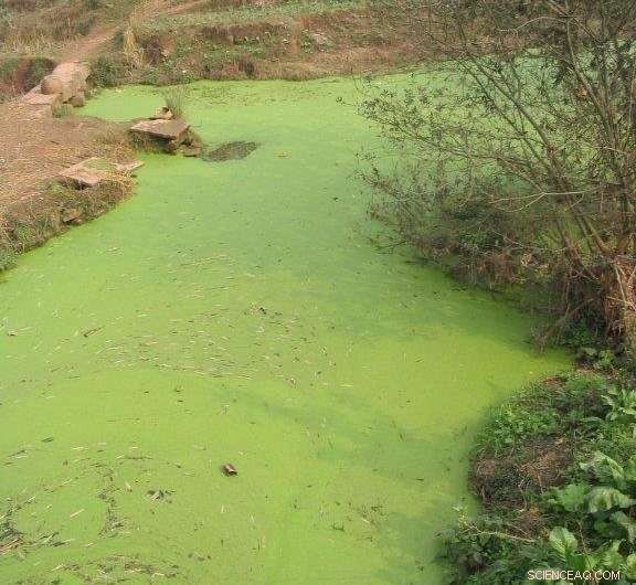 Global Phosphorus Pollution Threatens Freshwater: New Study Reveals Dangerous Levels