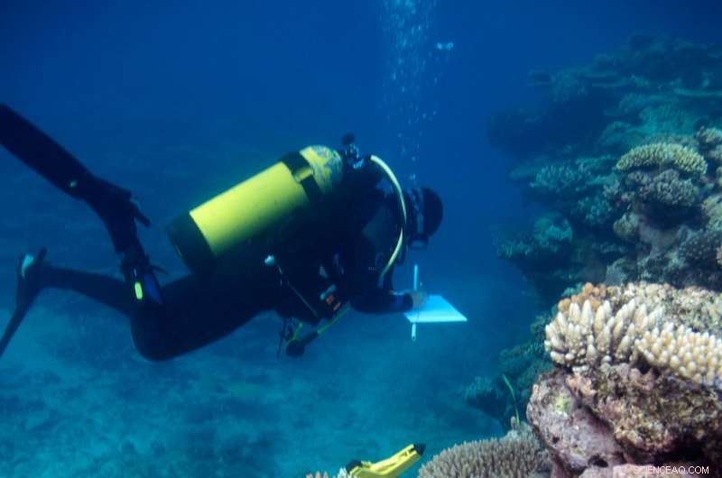 Plastic Waste Spreads Disease to Coral Reefs, According to Cornell Study