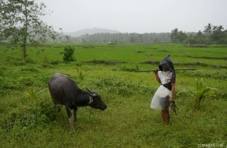 Philippine Farmers Tread Through Ash to Protect Livestock Amid Mount Mayon Eruption