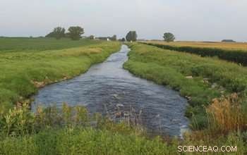 Wetlands Significantly Reduce Nitrogen Pollution Across Landscapes, New Study Reveals