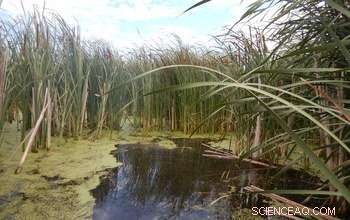 Wetlands Significantly Reduce Nitrogen Pollution Across Landscapes, New Study Reveals