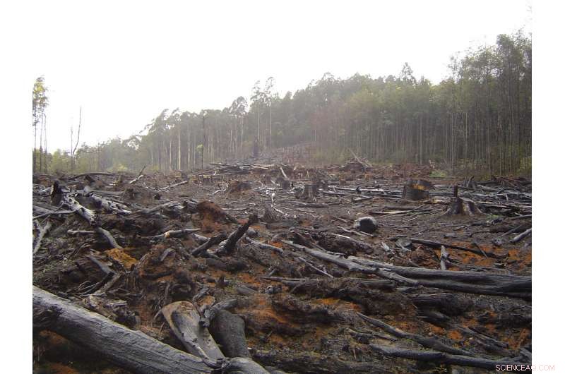 Assessing Corporate Environmental Commitments: A Critical Analysis of Strengths and Weaknesses