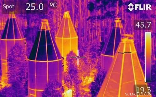 How Native Trees Cool Down: New Research Uncovers Their Heat‑Sweat Mechanisms