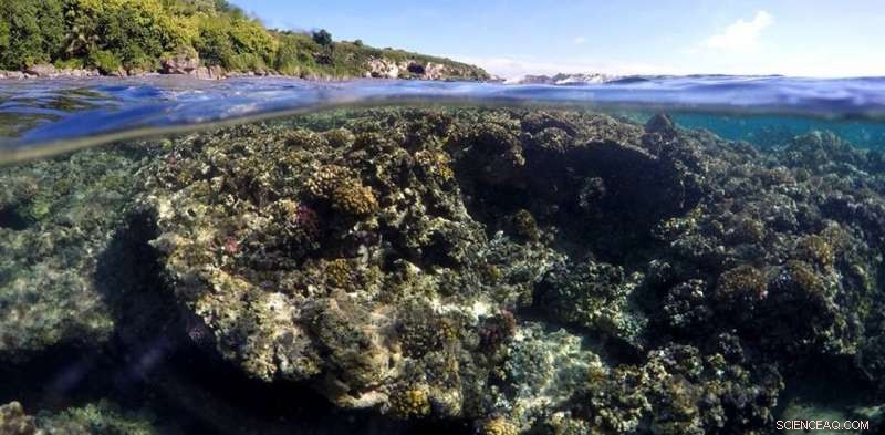 Why Scientists Must Share Coral Reef Data to Safeguard Habitats