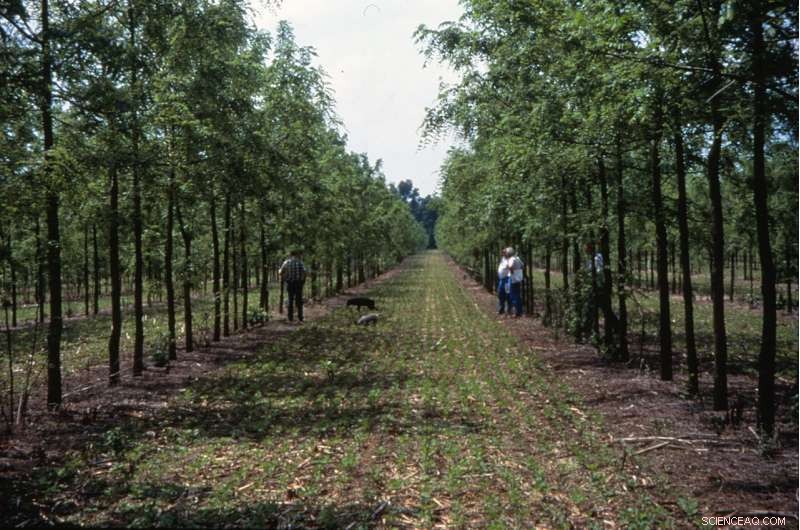 Agroforestry Systems: A Key Strategy for Climate Change Mitigation