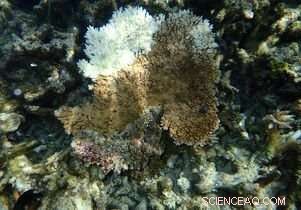 Coral Reefs Struggle to Recover as Rising Temperatures Slow Healing