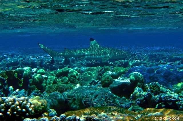 Coral Reefs Struggle to Recover as Rising Temperatures Slow Healing