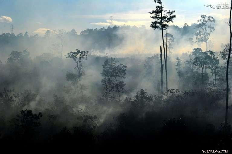 Indonesia Secures $1M for Aerial Mapping Initiative to Safeguard Peatlands
