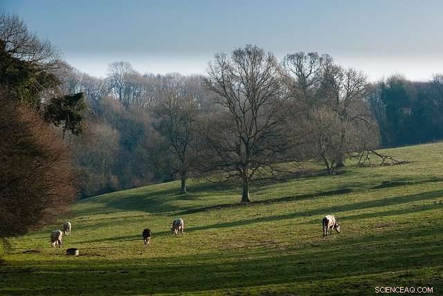 U of A Research Promises Greater Sustainability for Beef Production