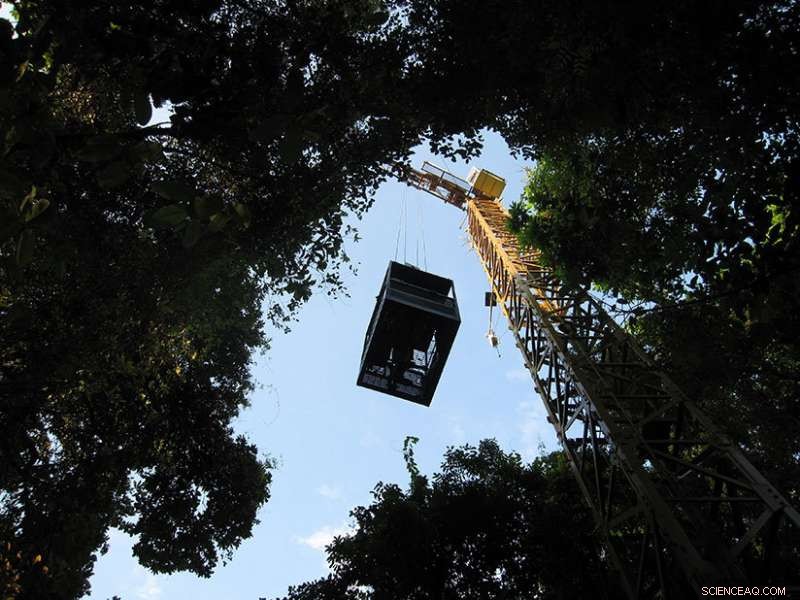 Measuring Photosynthesis in Tropical Forest Canopies: Insights from Panama s Canopy Crane