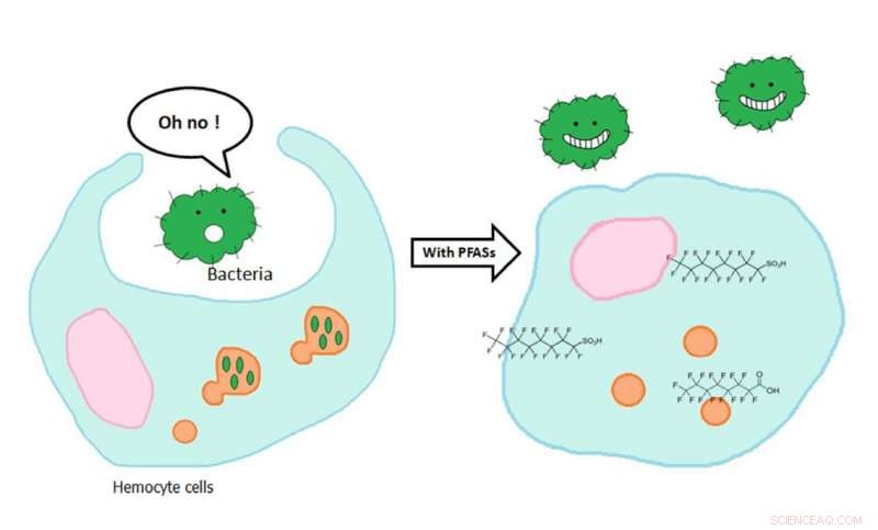 How Household PFAS Compromise Coastal Mussel Immunity