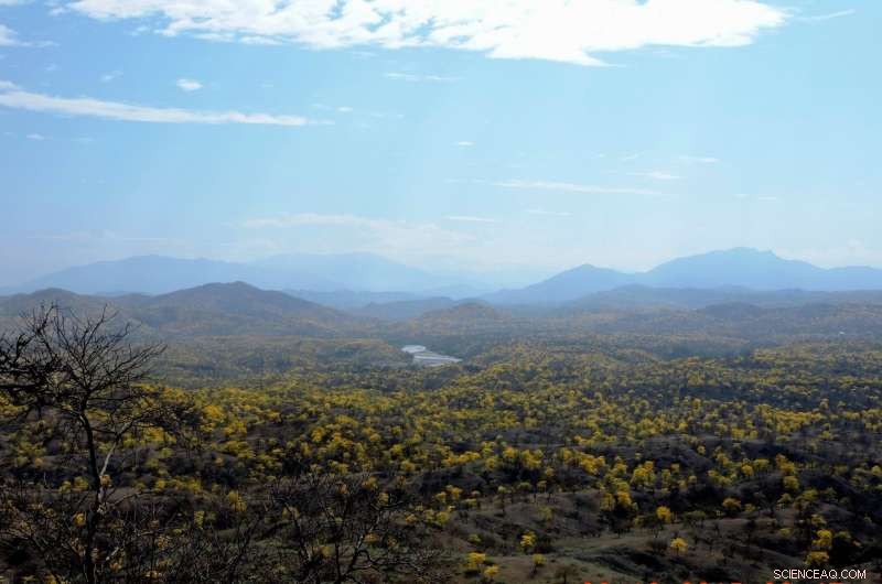 Ecuador’s Dry Forests: Deforestation Outpaces Climate Change in Destruction