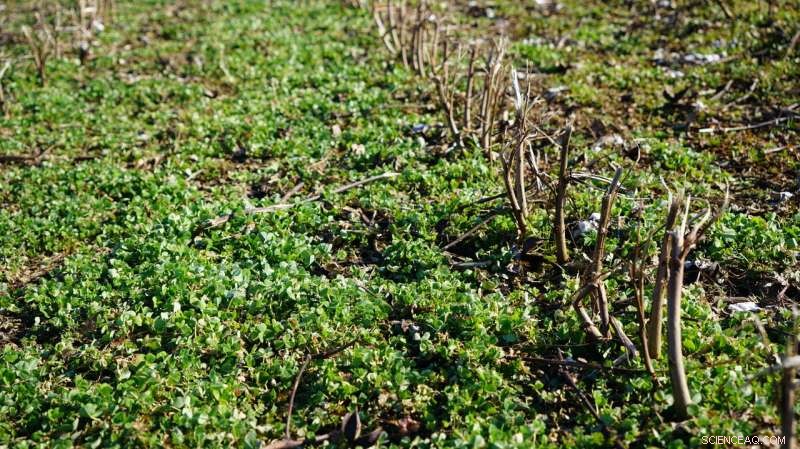 New Study Reveals Long-Term Economic Benefits of Cover Crops
