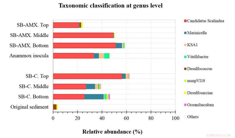 Harnessing Marine Anammox Bacteria to Clean Nitrogen‑Contaminated Sediment