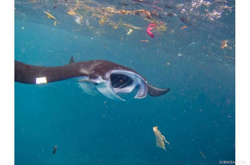 Microplastics Pose a Serious Threat to Filter-Feeding Ocean Giants