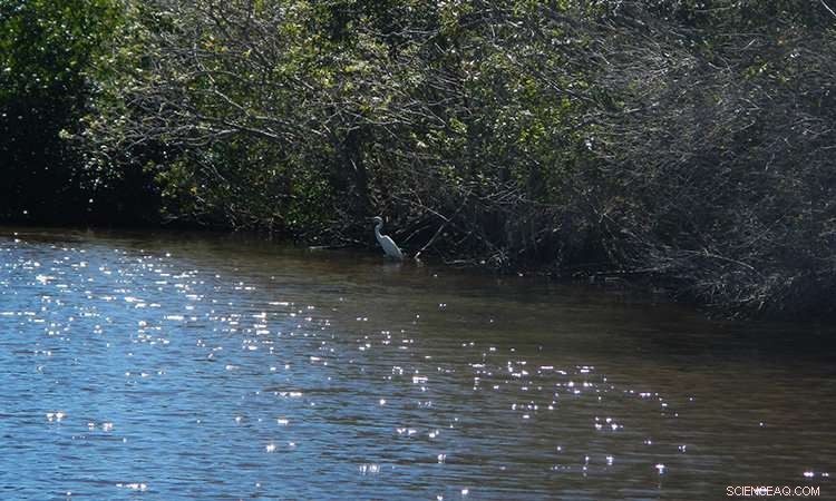 Everglades Struggles Against Saltwater Intrusion: Freshwater Supply Is Crucial
