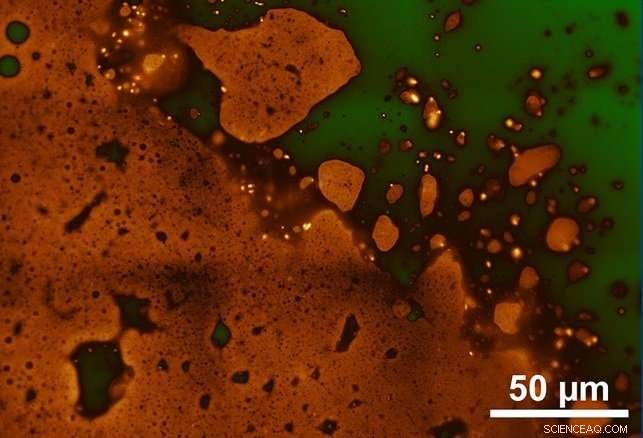 Oil‑loving Microbes Offer Promising Solution to Clean Up Oil Spills