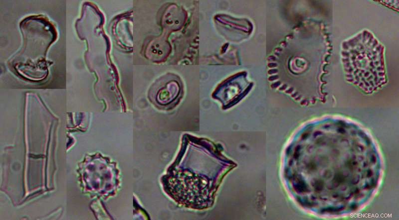 Toba Eruption Did Not Trigger Volcanic Winter in East Africa