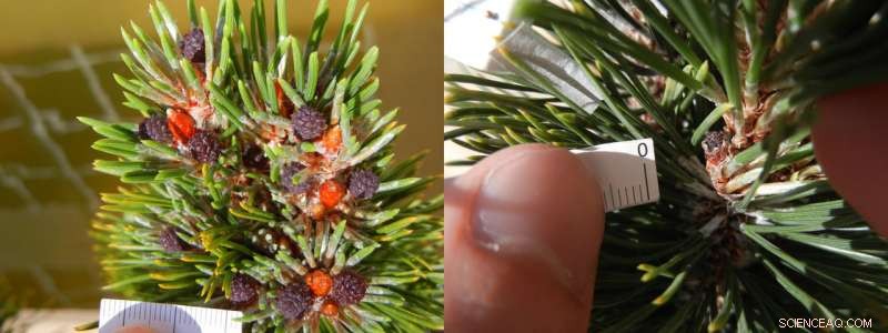 Ozone Layer Thinning May Have Triggered Earth s Largest Mass Extinction 252 Mya